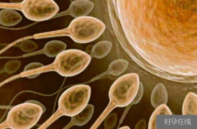 吉林备孕试管婴儿知识_超级精子是什么，精子活力太高也会造成不育？